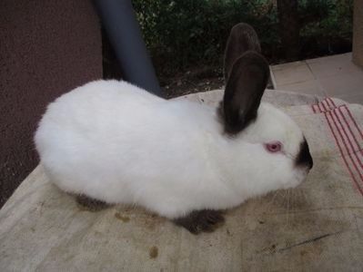 mascul vandut ! - X ARHIVA IEPURI CE AM AVUT