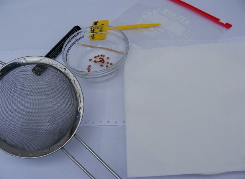 Seminte de trandafiri au stat 24 de ore in apa calduta, pe unele le-am lasat chiar 48 h, neavand tim - Trandafiri din seminte - experiment 2017-2018