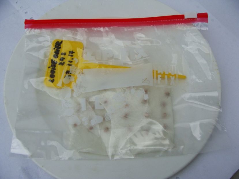 Vor merge la frigider pentru 2-3 luni, depinde cand vor aparea semne de germinare.... - Trandafiri din seminte - experiment 2017-2018