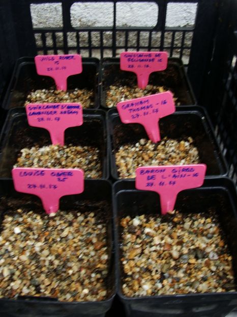 Metoda nr. 3 -Semintele le-am plantat in ghivece pe care nu le voi acoperi cu nimic - Trandafiri din seminte - experiment 2017-2018