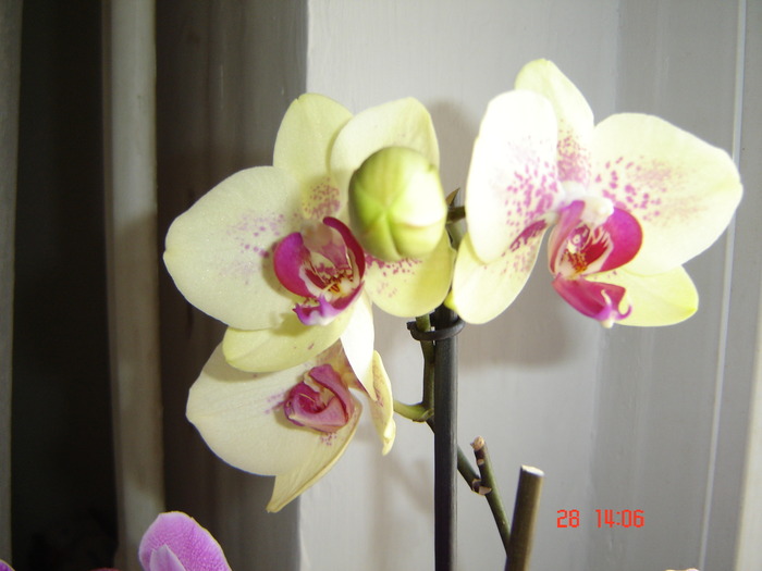 DSC04479 - phalaenopsis - keiki