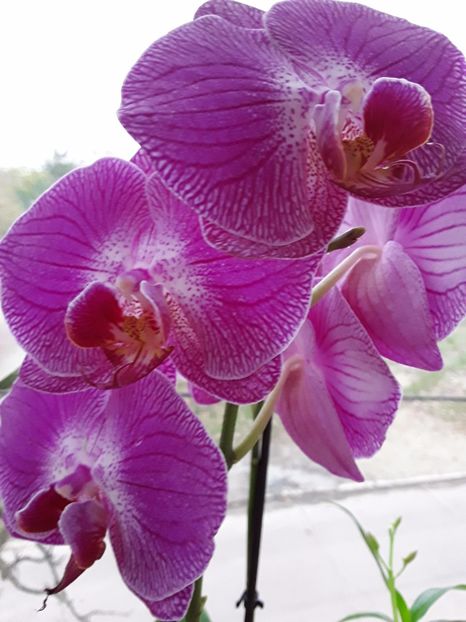  - orhidee 20 15 - reinflorire 2016-2018-2019