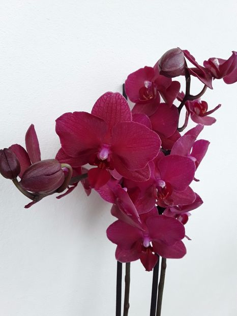  - orhidee 20 15 - reinflorire 2016-2018-2019