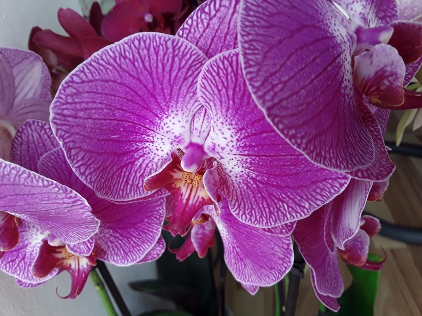  - orhidee 20 15 - reinflorire 2016-2018-2019