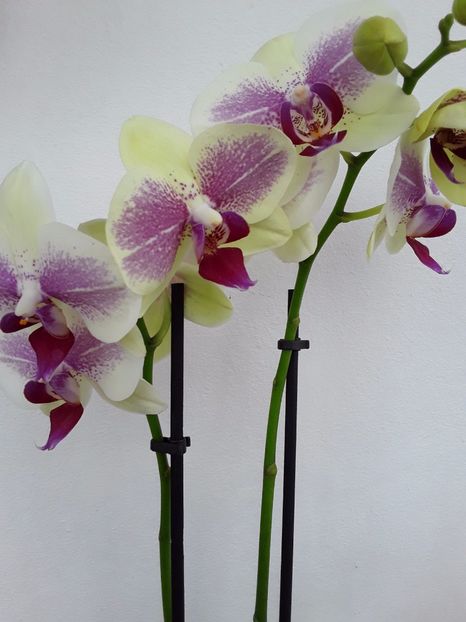  - orhidee 20 15 - reinflorire 2016-2018-2019