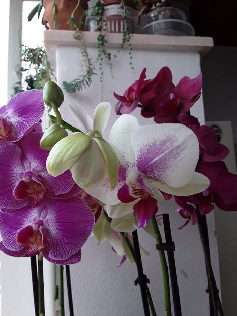  - orhidee 20 15 - reinflorire 2016-2018-2019