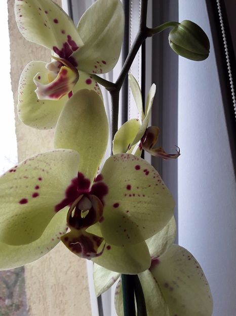  - orhidee 20 15 - reinflorire 2016-2018-2019
