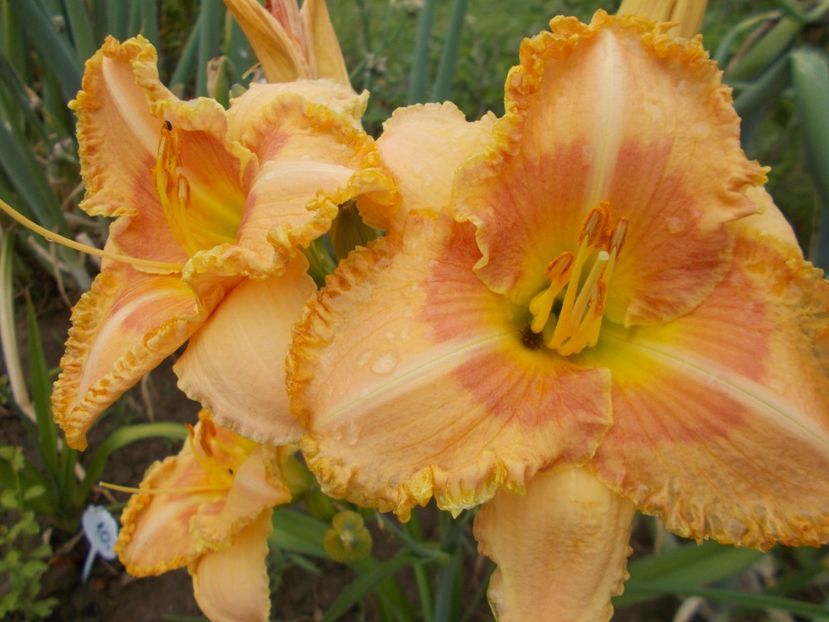  - Hemerocallis 2017