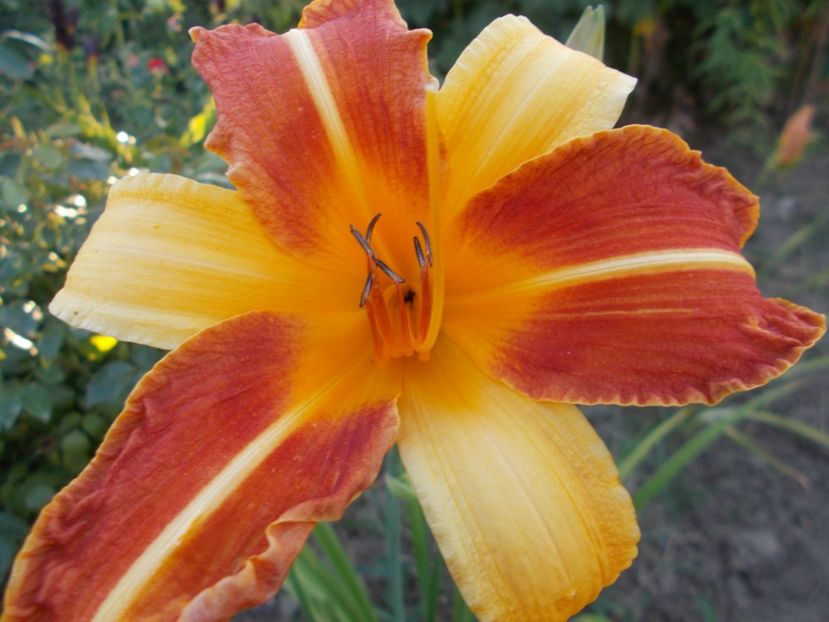  - Hemerocallis 2017