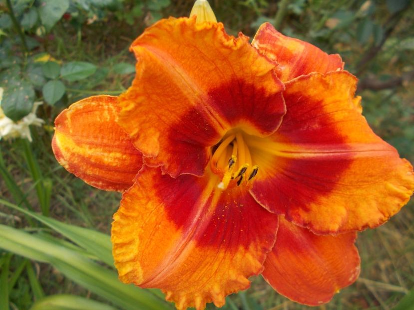 - Hemerocallis 2017