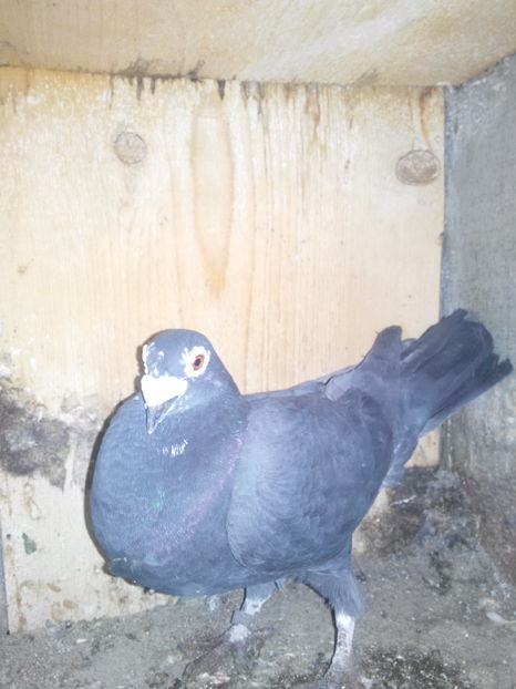  - VOIAJORI STIL VECHI SI  VOIAJORI DE FRUMUSETE