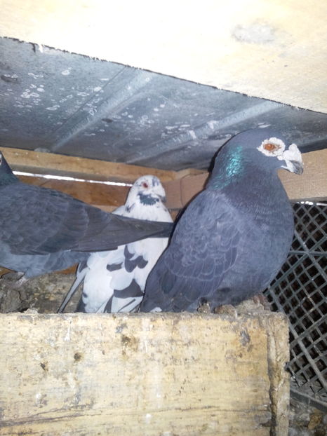  - VOIAJORI STIL VECHI SI  VOIAJORI DE FRUMUSETE