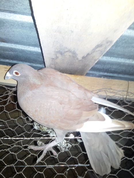  - VOIAJORI STIL VECHI SI  VOIAJORI DE FRUMUSETE