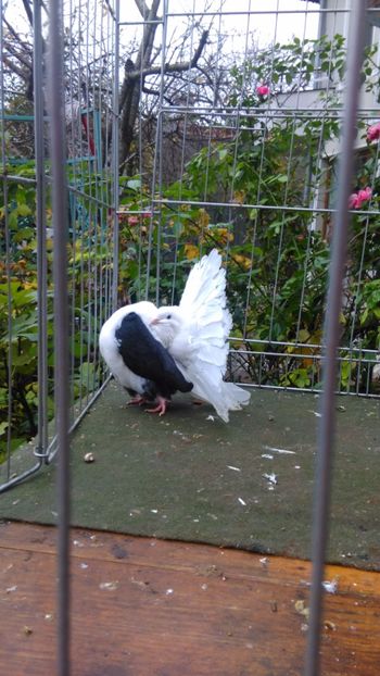 Stela Popescu 151 - capace colorate