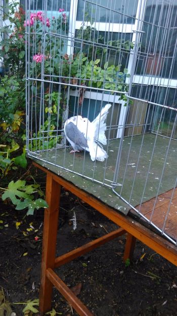 Stela Popescu 116 - capace colorate