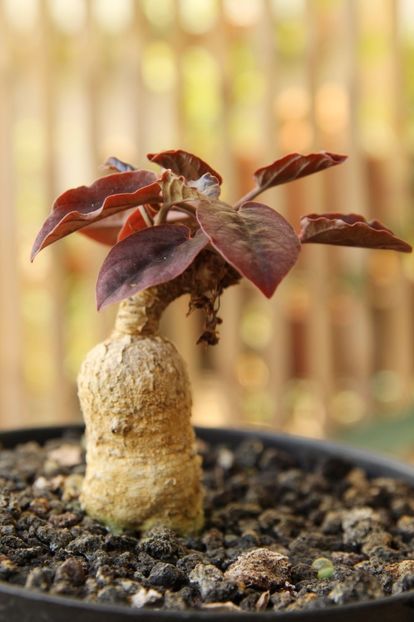 Euphorbia labatii - Whish list pentru viata urmatoare1