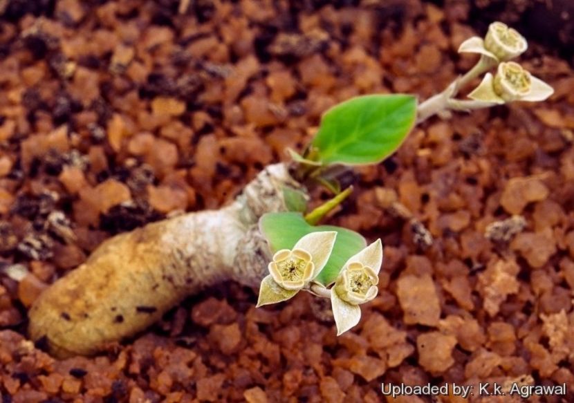 Euphorbia labatii - Whish list pentru viata urmatoare1