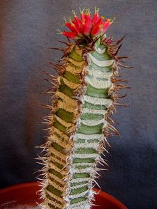 Euphorbia neohumbertii - Whish list pentru viata urmatoare1
