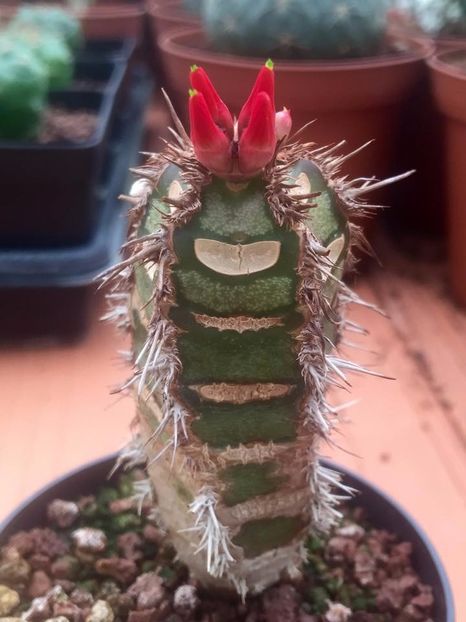 Euphorbia neohumbertii - Whish list pentru viata urmatoare1