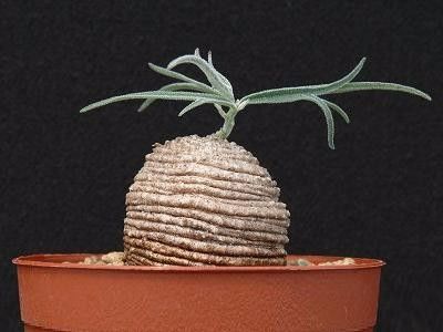 Trochomeria polymorpha - Whish list pentru viata urmatoare1