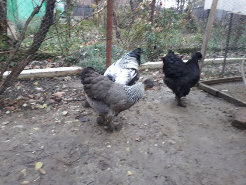  - Ultimile 2 serii din iulie