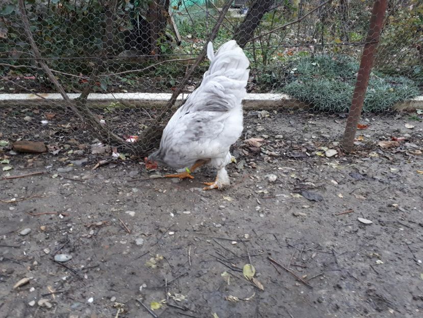  - Ultimile 2 serii din iulie