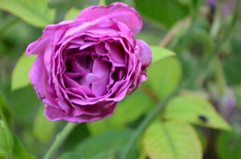  - dragostea  de natura