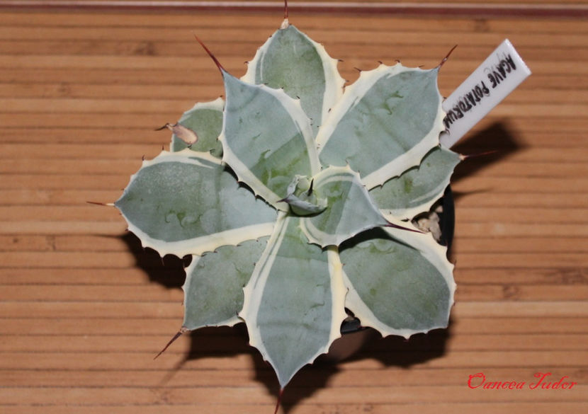 Agave Potatorum Bluewinds - Agave Potatorum