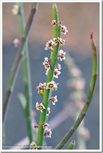 Euphorbia antisyphilitica - Whish list pentru viata urmatoare1
