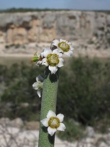 Euphorbia antisyphilitica - Whish list pentru viata urmatoare1