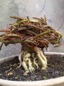 Euphorbia francoisii - Whish list pentru viata urmatoare1