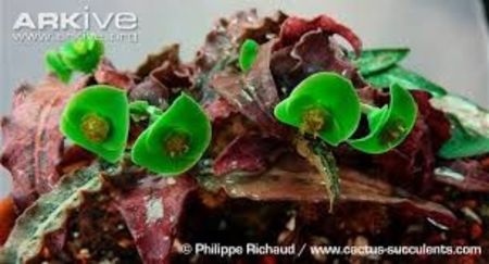 Euphorbia francoisii - Whish list pentru viata urmatoare1