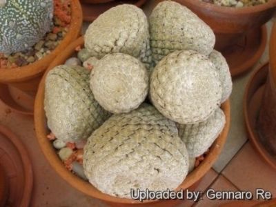 Euphorbia piscidermis - Whish list pentru viata urmatoare1