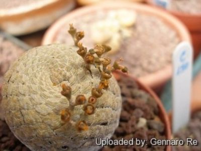 Euphorbia piscidermis - Whish list pentru viata urmatoare1