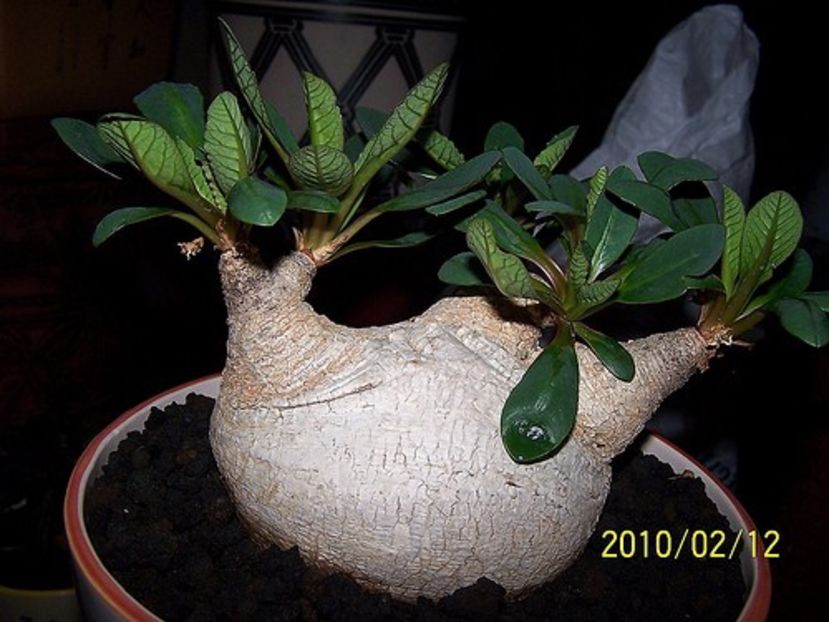 Euphorbia primulifolia - Whish list pentru viata urmatoare1