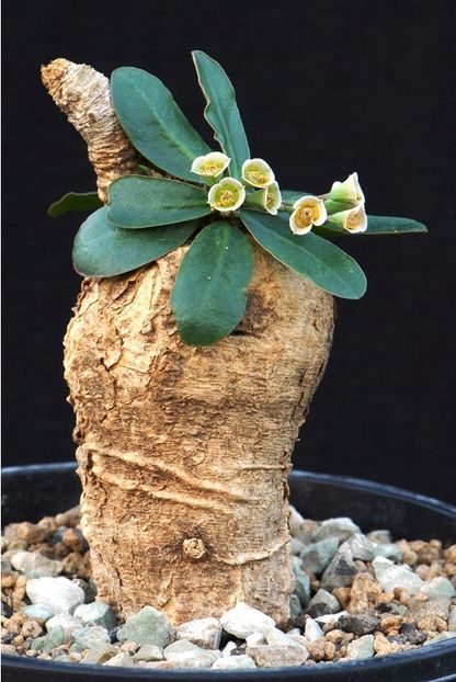 Euphorbia primulifolia - Whish list pentru viata urmatoare1