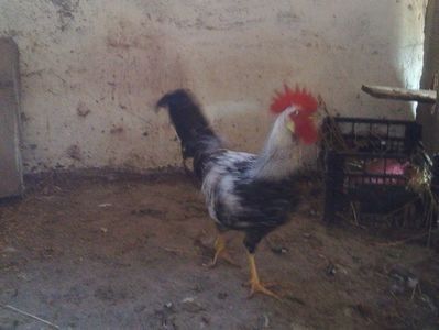  - De vanzare decembrie 2017