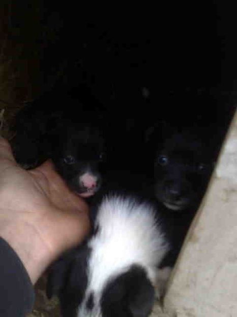  - Caini de sobolani-dihori-paza