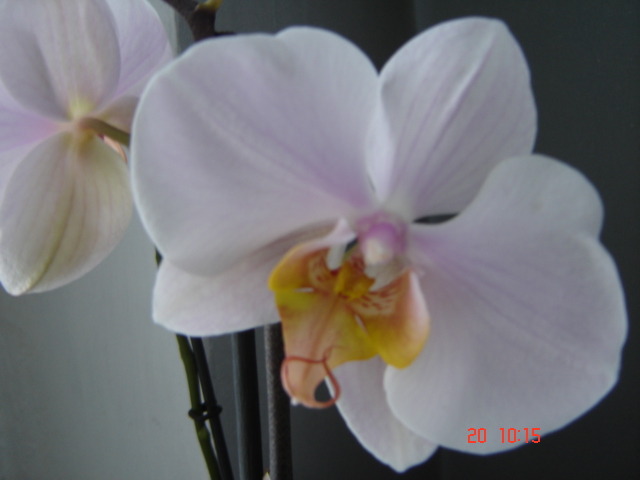Picture 291 - orhideele mamei mele
