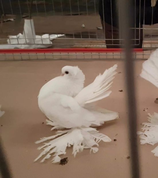 Campion National 2017 - Campion National 2017