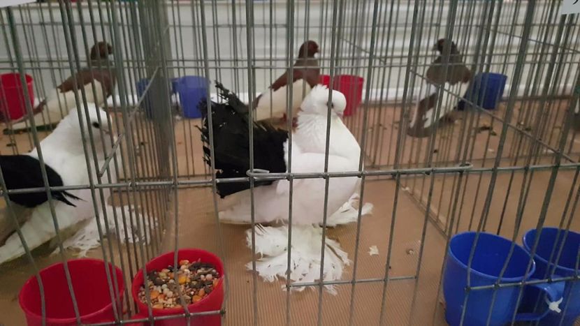 Campion National femela 2017 - Campion National 2017