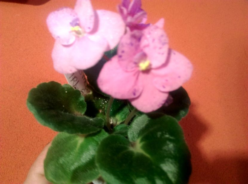  - Violete