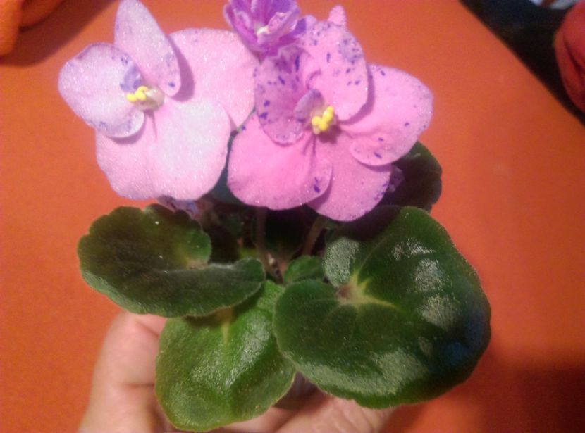  - Violete