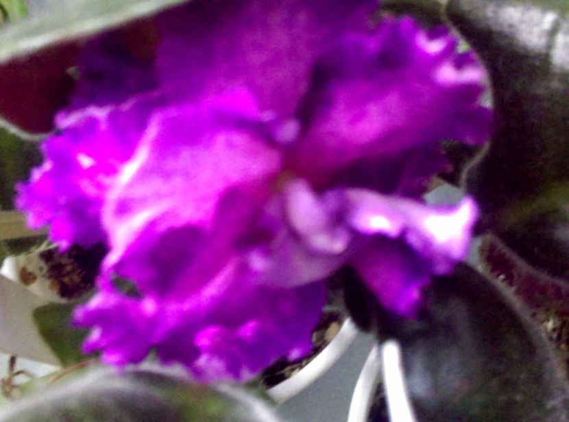  - Violete
