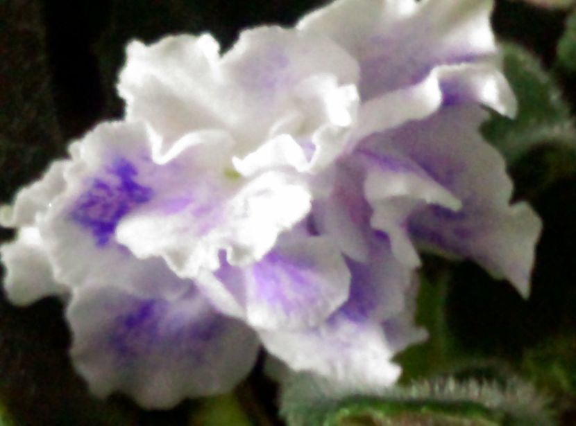  - Violete