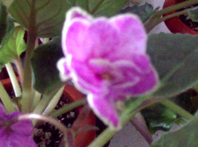  - Violete