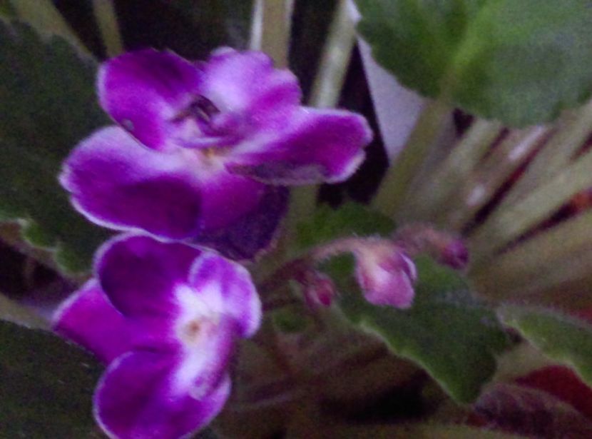  - Violete