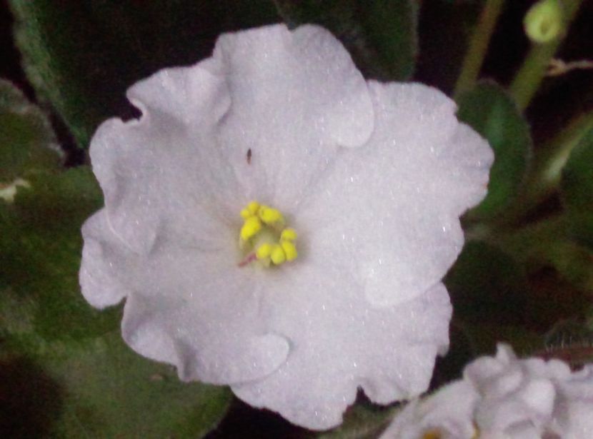  - Violete