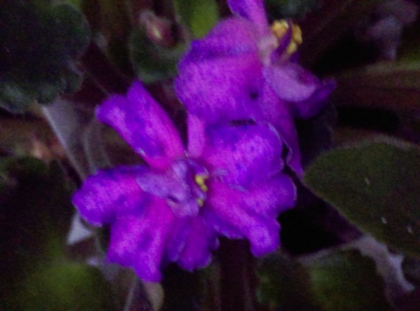  - Violete