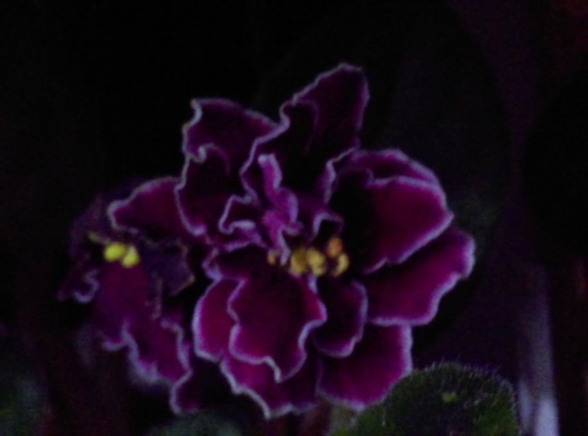  - Violete